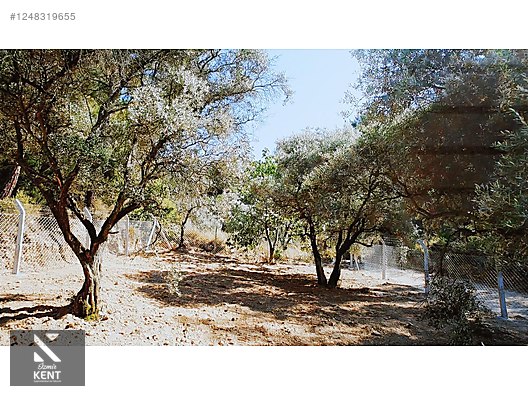Kemalpaşa Armutlu Satılık 300 m2 Bahçe Tek Tapu - İZMİR KEMALPAŞA fotoğraf 22