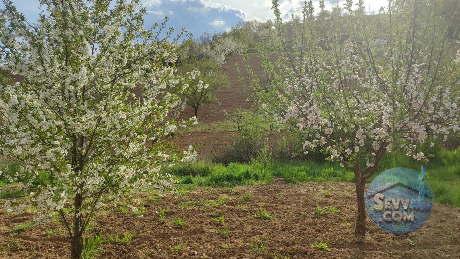 Satılık 579m² Meyve Bahçesi (Kütahya/Şaphane Karaağıl Mah.) - Kütahya Şaphane fotoğraf 20