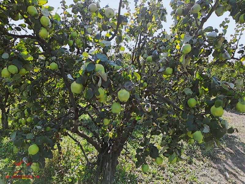 SAKARYA GEYVE UMURBEY MAH. 2444,26 M2 SATILIK TARLA - SAKARYA GEYVE fotoğraf 10