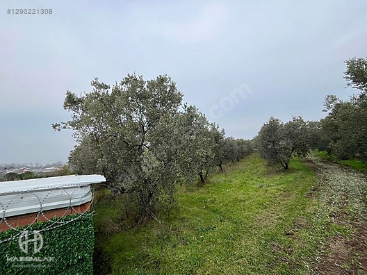 BÖLGE UZMANI HAS EMLAK DENİZ MANZARALI FIRSAT HOBİ BAHÇESİ - BURSA MUDANYA fotoğraf 60