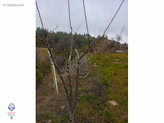 YATIRIMLIK...BİLECİK GÖLPAZARINDA 6780 M2 (ARAÇ TAKASLI) BAHÇE - BİLECİK GÖLPAZARI fotoğraf 15