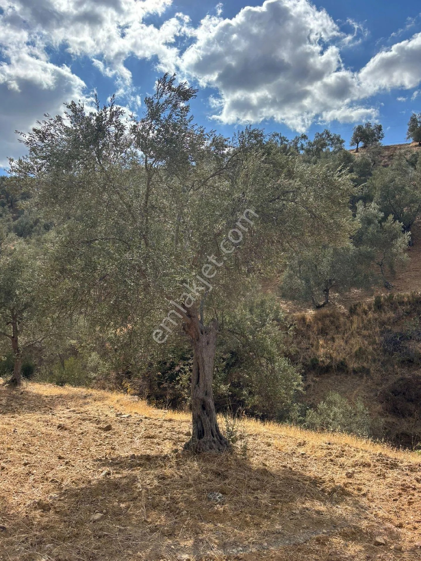 Balıkesir Burhaniye Bahadırlı'da Satılık Zeytinlik - BALIKESİR BURHANİYE fotoğraf 6