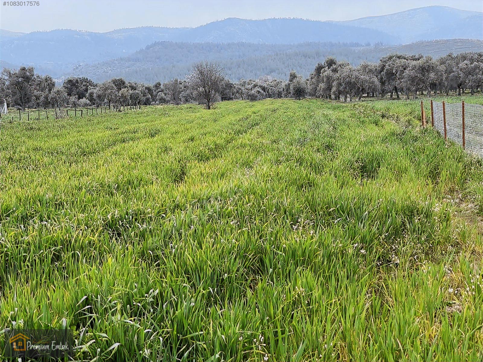 MİLAS KISIRLARDA 4.136 mt2 ZEYTİNLİ MUHTEŞEM TARLA - MUĞLA MİLAS fotoğraf 9