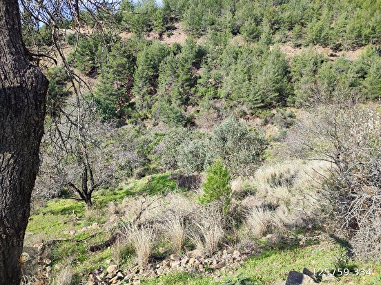 ANAMUR DEMİRÖREN'DE MÜSTAKİL PORTAKAL BAHÇESİ VE TARLA - MERSİN ANAMUR fotoğraf 8