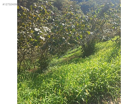 TİREBOLU YALÇ KÖTÜNDE SATILIK İÇİNDE EV OLAN FINDIK BAHÇESİ - GİRESUN TİREBOLU fotoğraf 6
