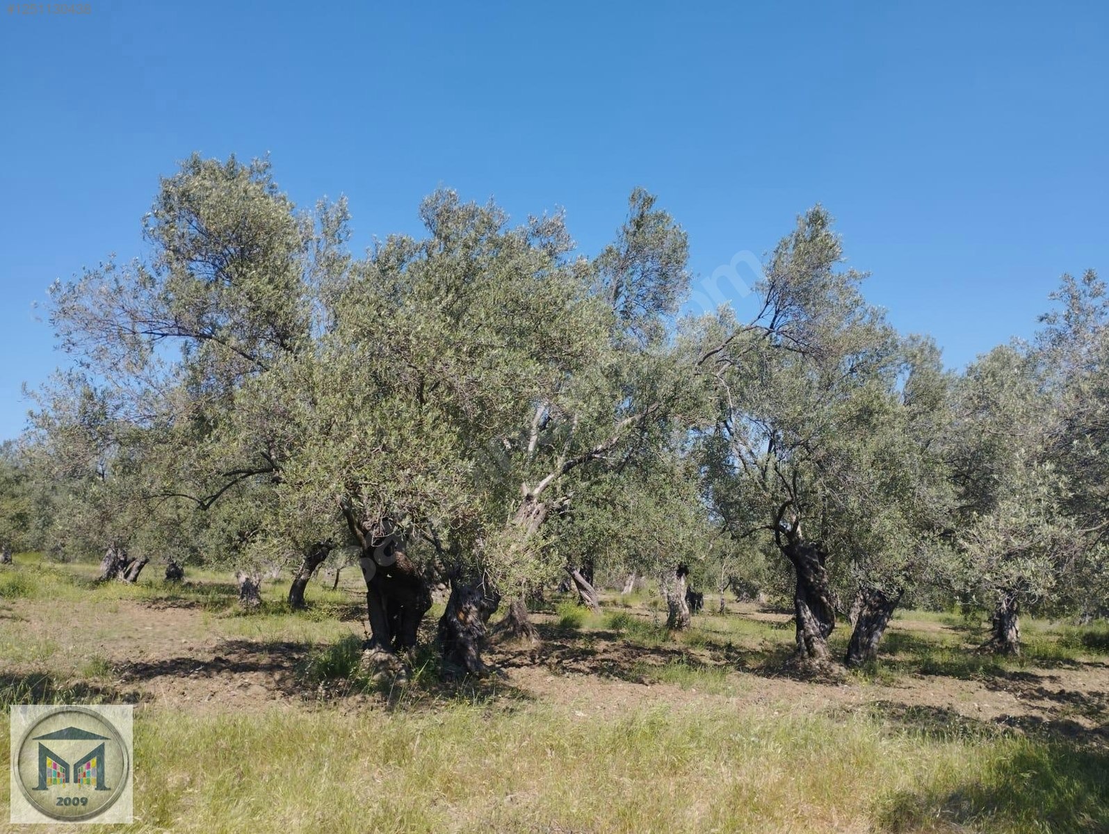HAVRAN HAMAMBAŞI SATILIK 4.300 M2 ZEYTİNLİK - BALIKESİR HAVRAN fotoğraf 7