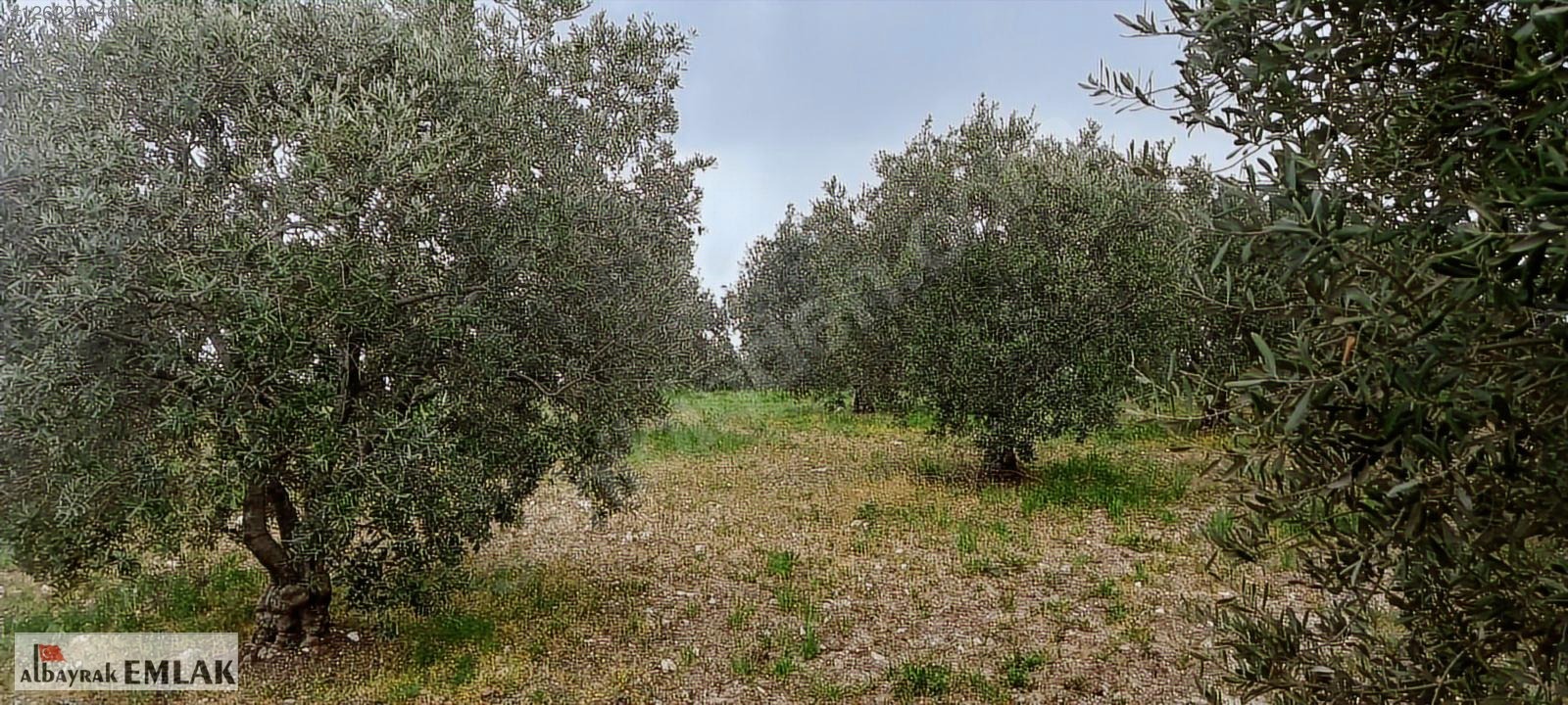 AKHİSAR RAHMİYE DE KÖYE YAKIN 3.DÖNÜM ZEYTİNLİK 1.500.000 TL - MANİSA AKHİSAR fotoğraf 12