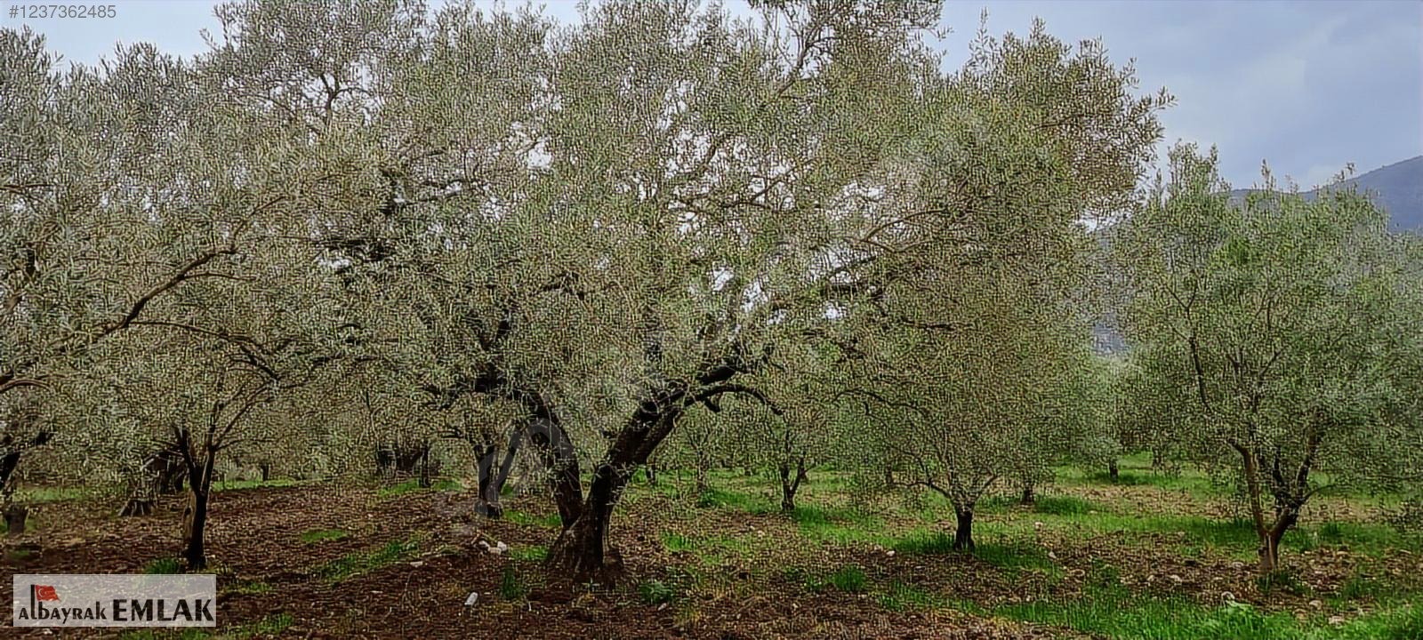 AKHİSAR SAKARKAYA DA SATILIK 18.000 M2 ZEYTİNLİK 6.330.000 TL - MANİSA AKHİSAR fotoğraf 9