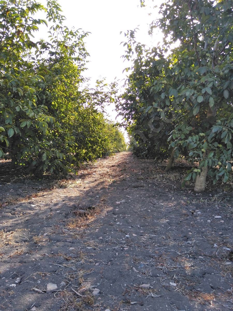 BURSA KARACABEY SUBAŞI KÖYÜNDE 6.000  M² TARLA SATILIKTIR - BURSA KARACABEY fotoğraf 14