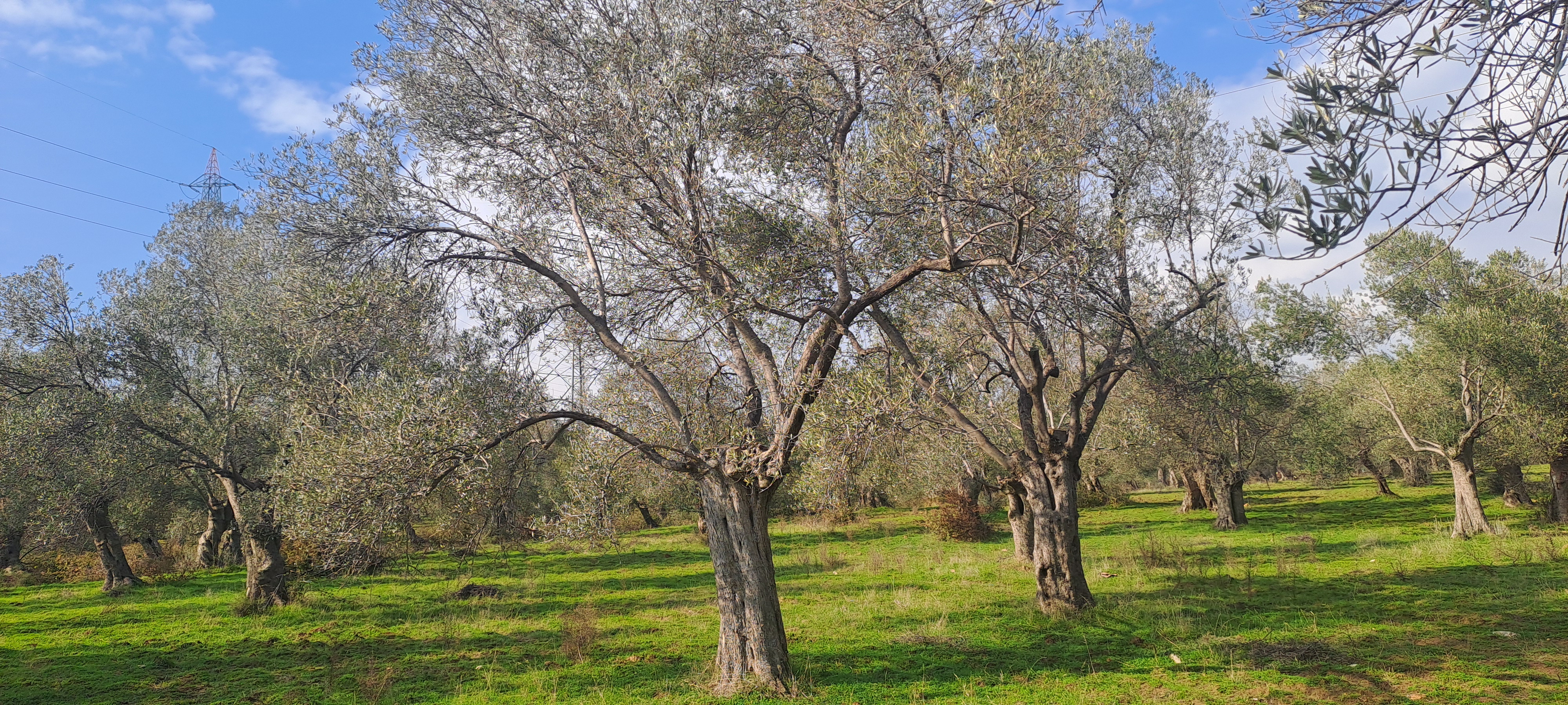 HAKANOĞLU GROUP'TAN TUZCUMURAT MAH. SATILIK ZEYTİNLİK - BALIKESİR EDREMİT fotoğraf 7