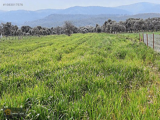 MİLAS KISIRLARDA 4.136 mt2 ZEYTİNLİ MUHTEŞEM TARLA - MUĞLA MİLAS fotoğraf 2