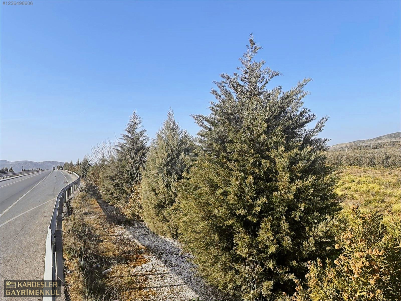 SATILIK GÖLMARMARA SALİHLİ YOLU ÜZERİNDE ASFALT ÜSTÜ ZEYTİNLİK - MANİSA AKHİSAR fotoğraf 7