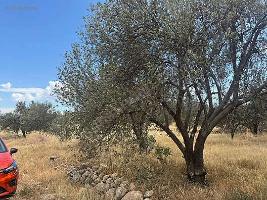   MERSİN MUT YAPINTI KÖYÜ 905M² HİSSESİZ ZEYTİN BAHÇEMİZ SATILIKTIR.  - MERSİN MUT fotoğraf 2