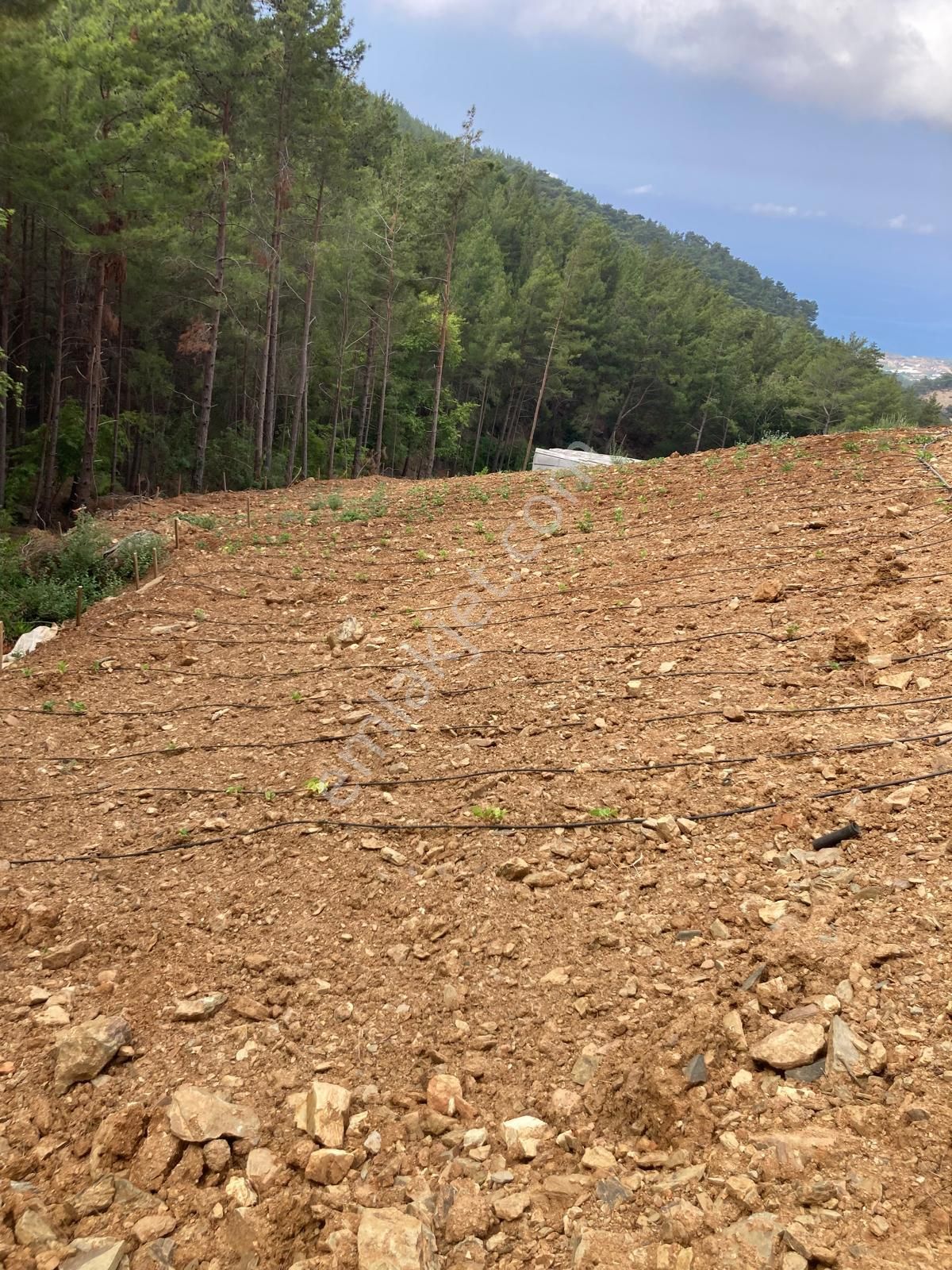 Anchor Gayrimenkul'den Demirören Mahallesin'de Satılık Tarla - MERSİN ANAMUR fotoğraf 7