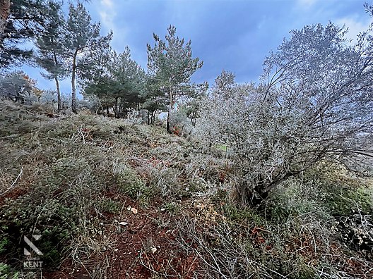 Kemalpaşa Armutlu Hürriyet Mah. Satılık 1.950 m2 Bahçe - İZMİR KEMALPAŞA fotoğraf 9