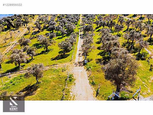 Kemalpaşa Vişneli Satılık 370 m2 Bahçe Elektrik Su Yol - İZMİR KEMALPAŞA fotoğraf 41