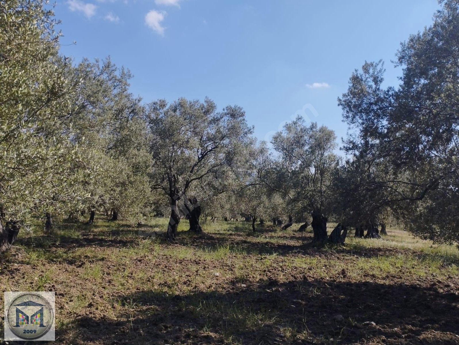 HAVRAN HAMAMBAŞI SATILIK 4.300 M2 ZEYTİNLİK - BALIKESİR HAVRAN fotoğraf 3