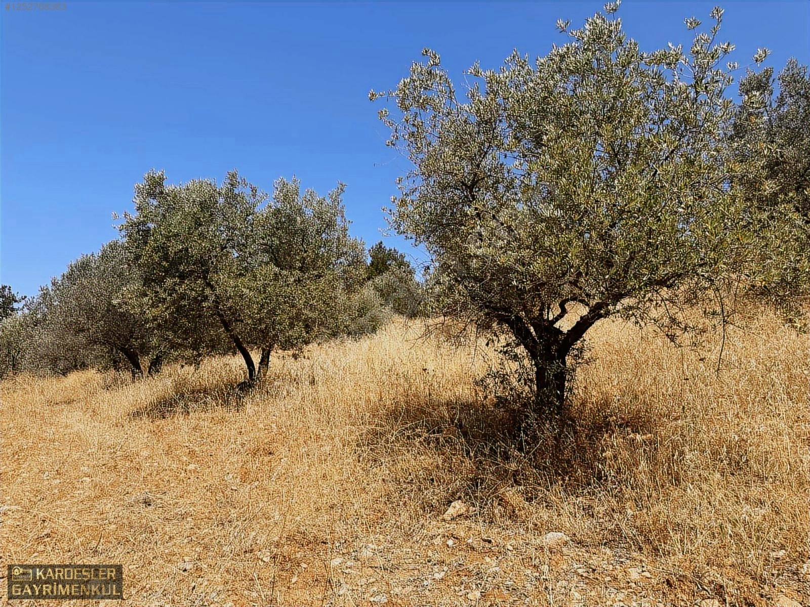 SATILIK CUMHURİYET MAHALLESİNDE TEK TAPU 4.489m2 ZEYTİNLİK - MANİSA AKHİSAR fotoğraf 7