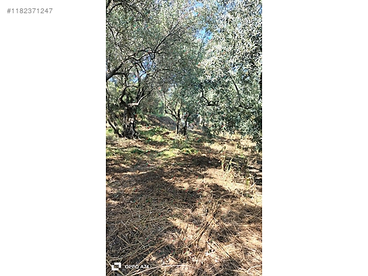 BURSA MUDANYA ÇEPNİ KÖYÜNDE 338 M²  ZEYTİNLİK SATILIKTIR - BURSA MUDANYA fotoğraf 3