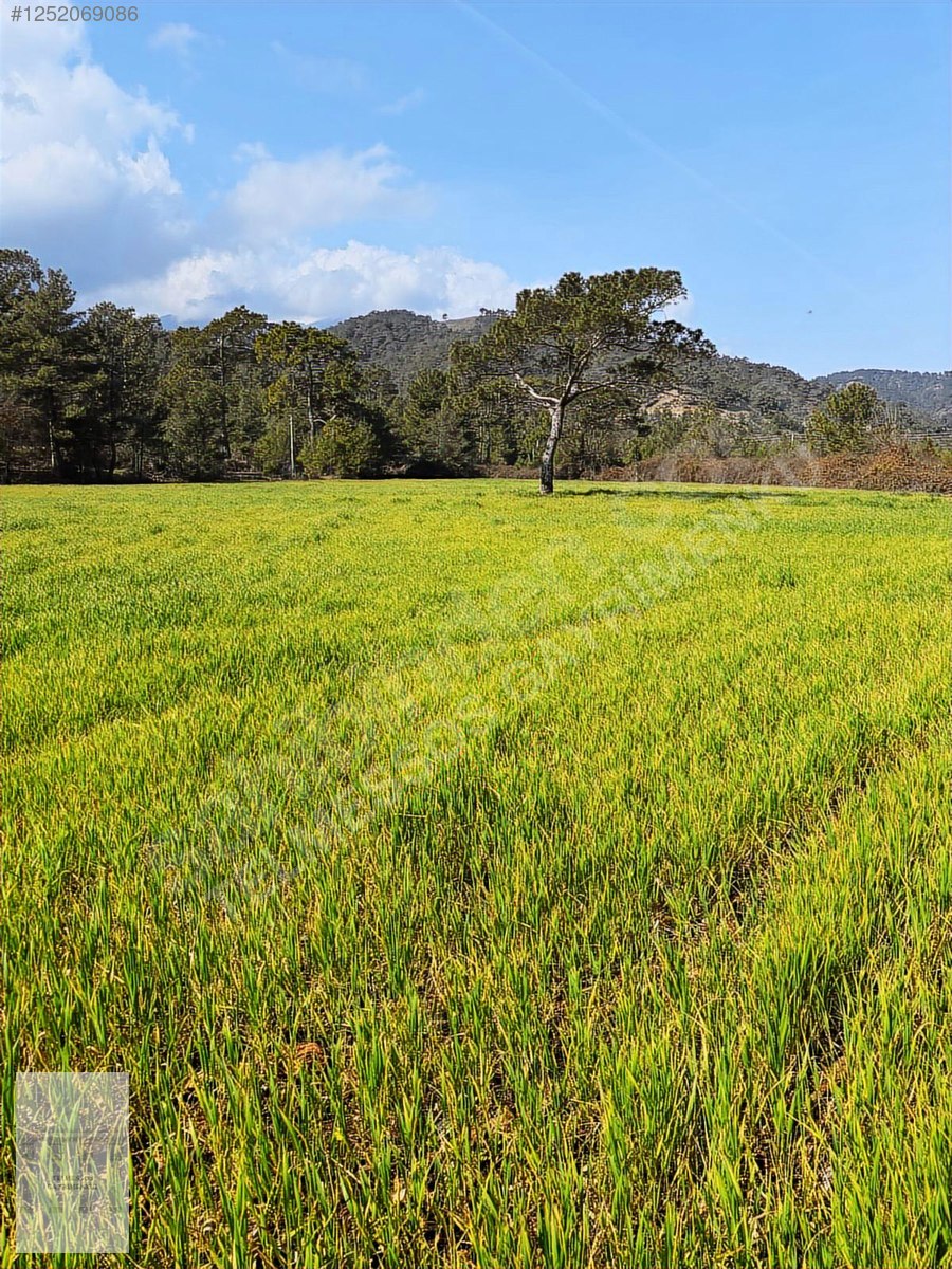 TELMESSOS GAYRİMENKUL DEN ÇALTIÖZÜ RIZAİ TAKSİMLİ 1.152 m2 TARLA - MUĞLA SEYDİKEMER fotoğraf 4