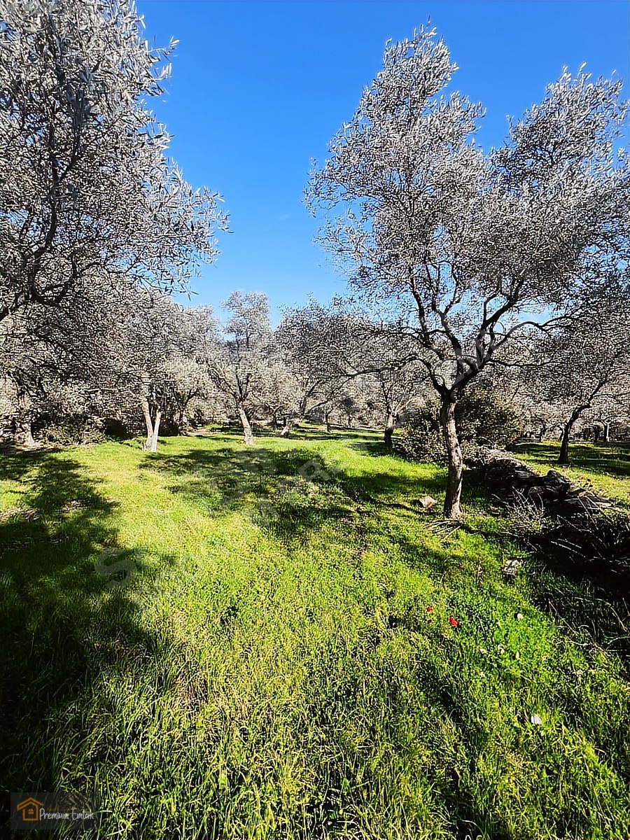MİLAS KARACAHİSARDA KÖY İÇİ KAĞİR EV VE 980 M2 ARSASI - MUĞLA MİLAS fotoğraf 6