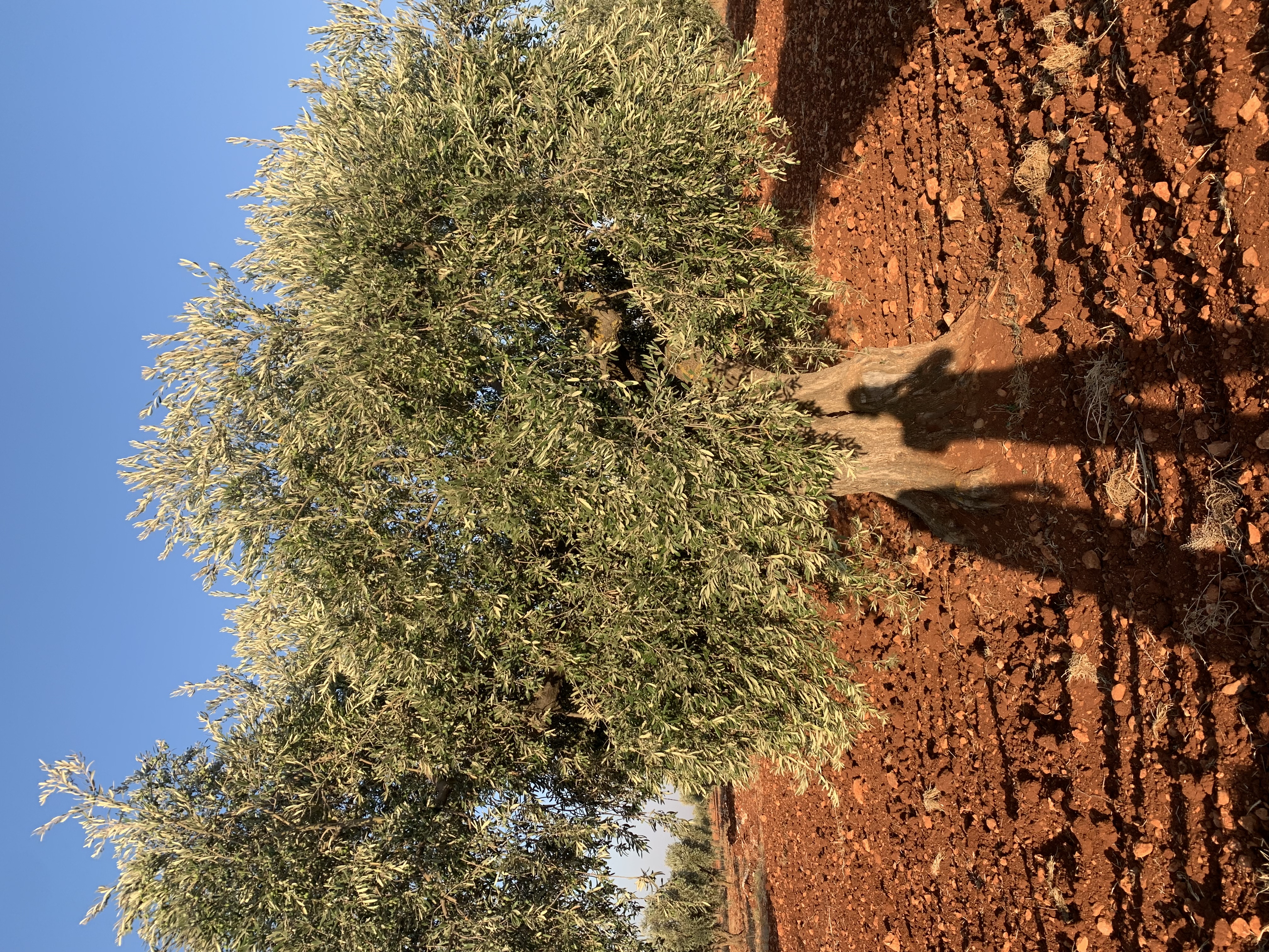 SATILIK ZEYTİNLİK  - KİLİS MERKEZ fotoğraf 17