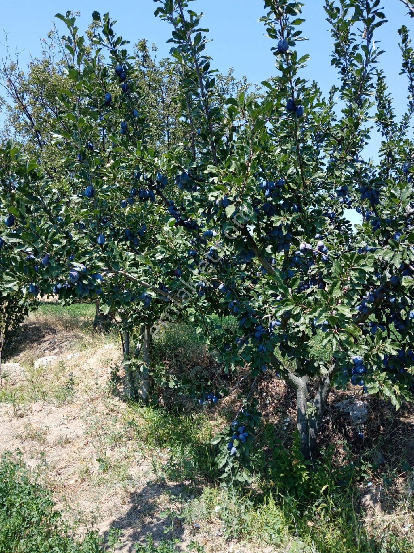 Rüya Emlak'tan Burdur Askeriye Köyünde Satılık Tarla - BURDUR MERKEZ fotoğraf 5