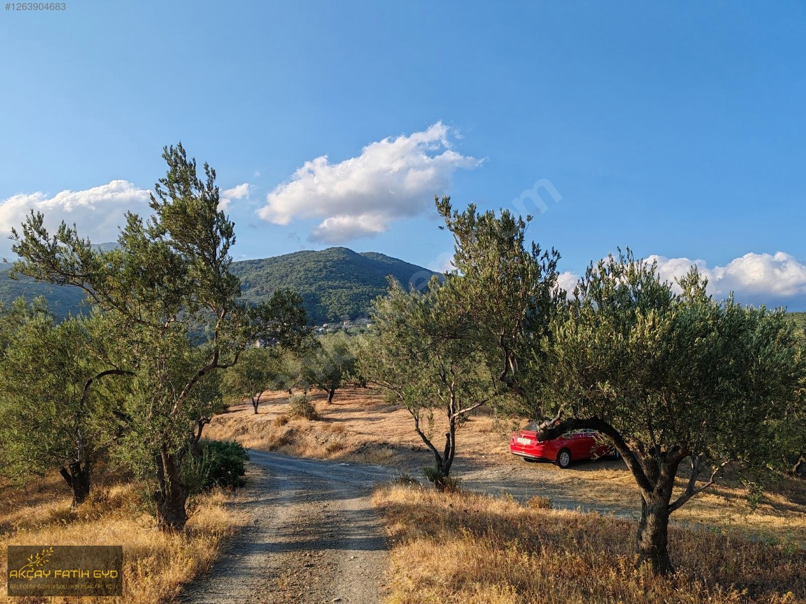 Zeytinli de 8.5 Dönüm SATILIK Zeytinlik - BALIKESİR EDREMİT fotoğraf 10