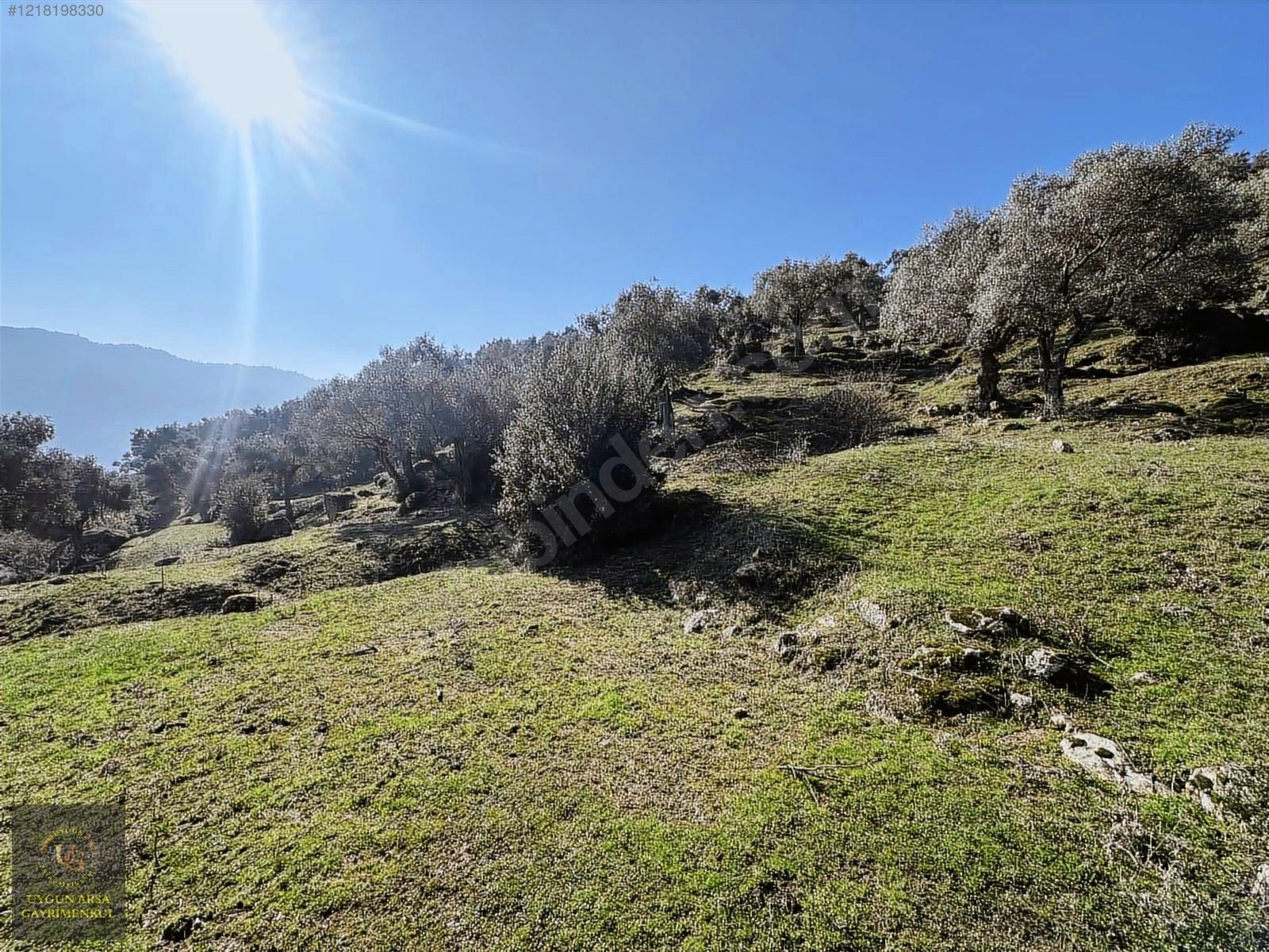 AYDIN KARPUZLU MERKEZ'DE 21.050 M2 ANA YOLA CEPHE ZEYTİNLİK - AYDIN KARPUZLU fotoğraf 15