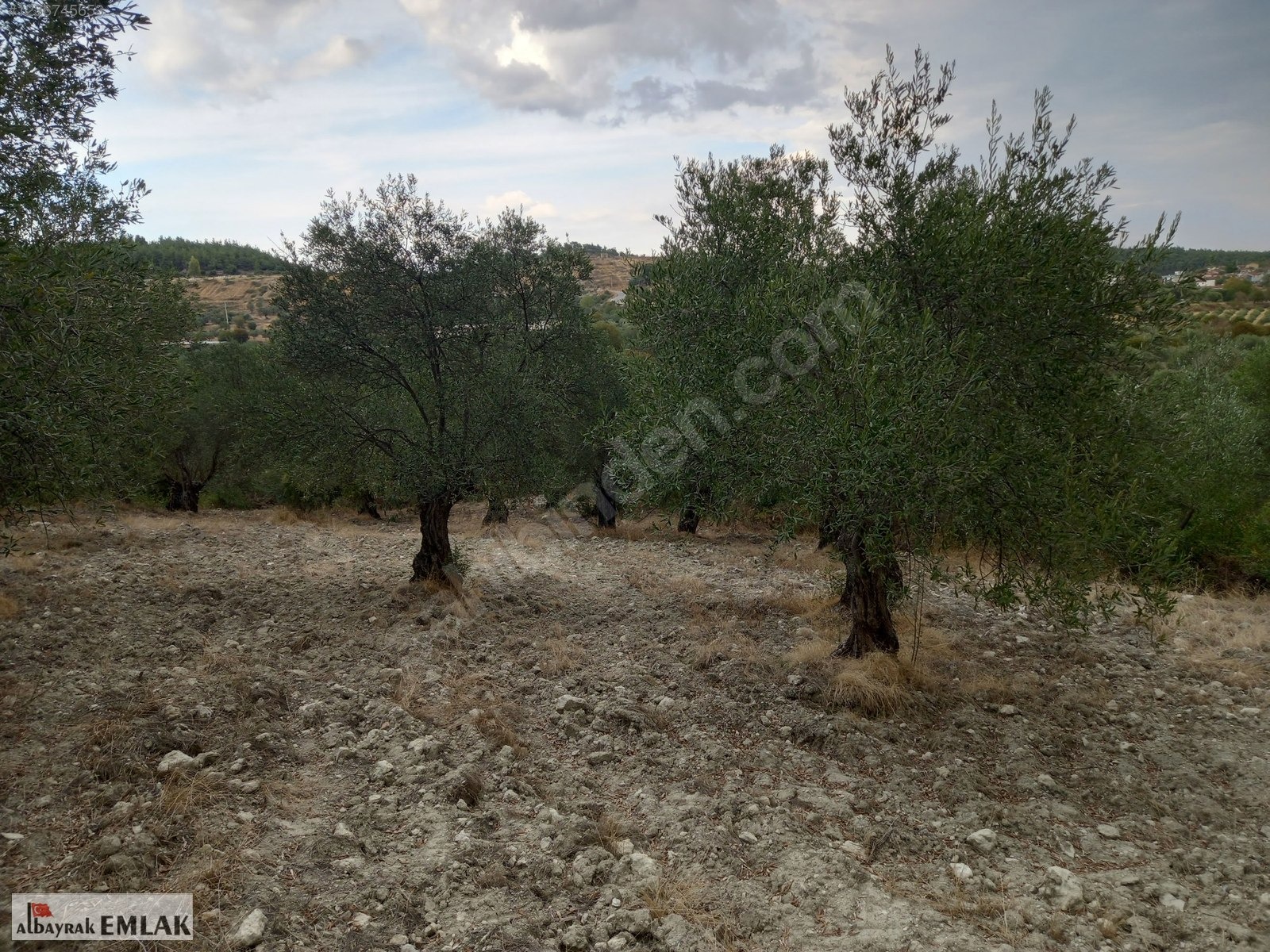 MANİSA SARUHANLI SARIÇAM DA SATILIK 3.500 M2 USLU ZEYTİNLİK - MANİSA SARUHANLI fotoğraf 2