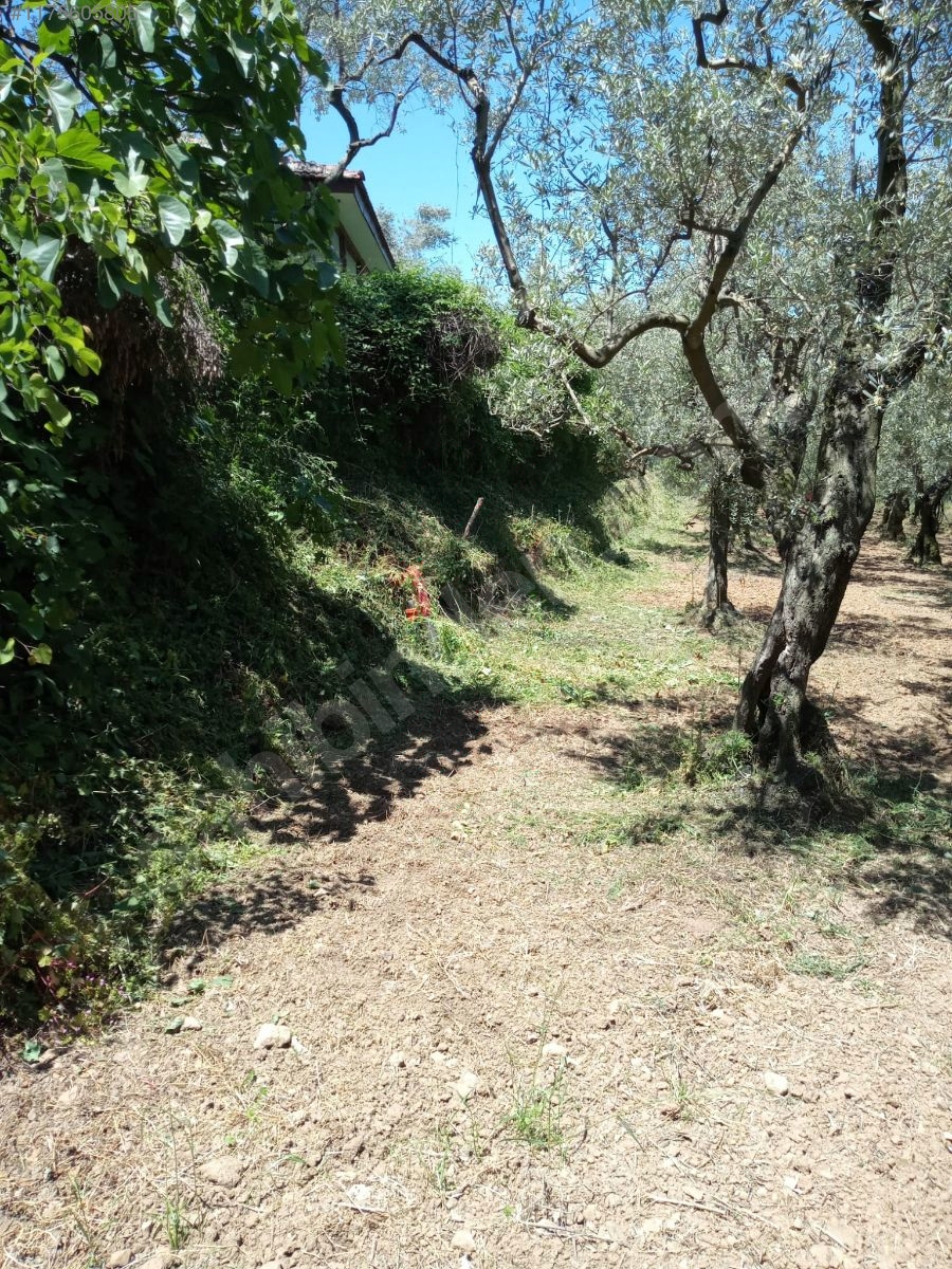 BURSA İZNİK DERBENT'TE 613 M² ZEYTİNLİK SATILIKTIR - BURSA İZNİK fotoğraf 21