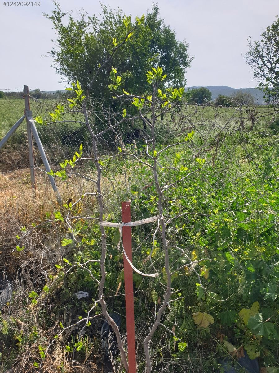 İZMİR-ALİAĞA-HAYRETTİN PAŞA  MAHALLESİ’NDEKİ TARLANIN 2.290 M²Sİ SATILIKTIR - İZMİR ALİAĞA fotoğraf 13