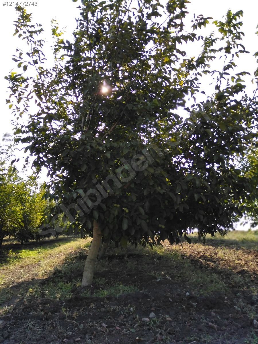 BURSA KARACABEY SUBAŞI KÖYÜNDE 6.000  M² TARLA SATILIKTIR - BURSA KARACABEY fotoğraf 15