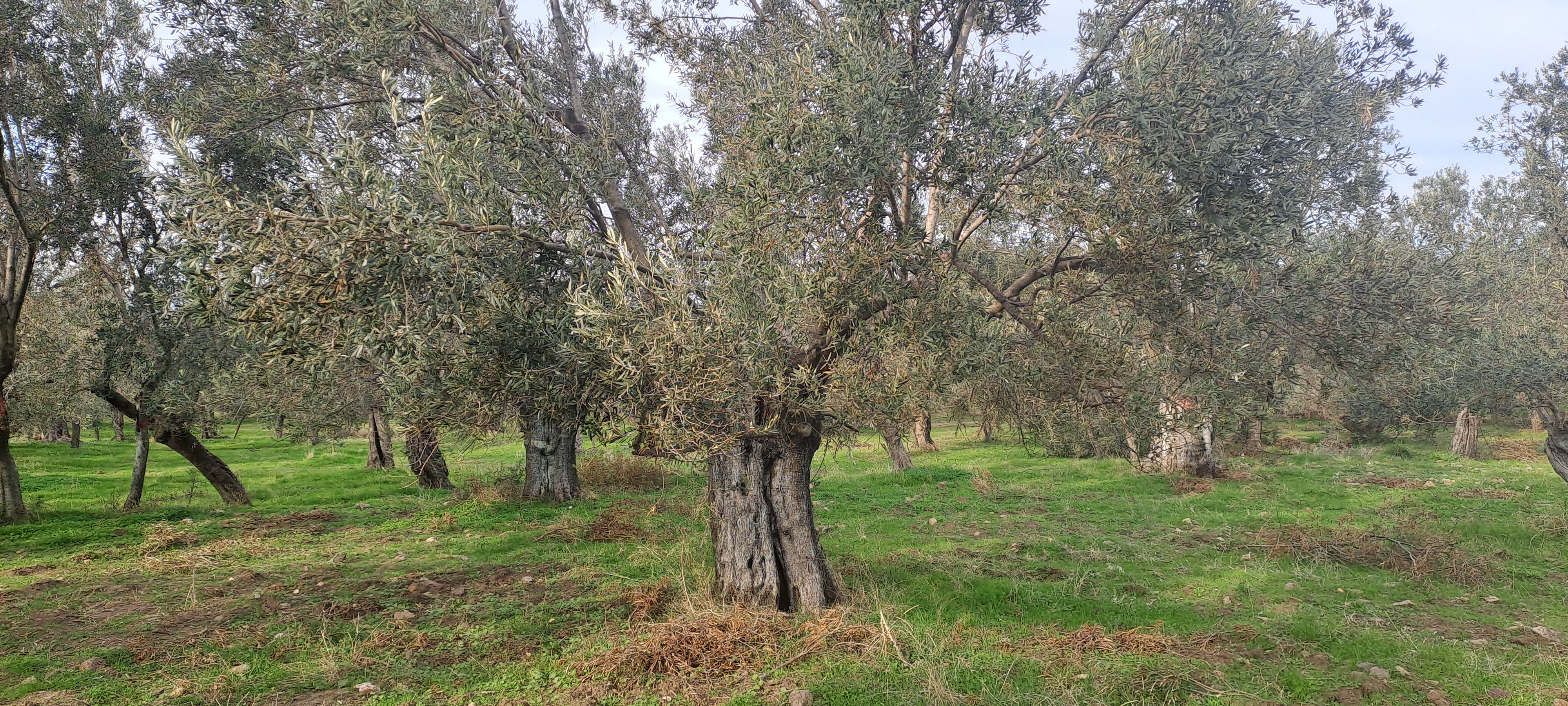 HAKANOĞLU GROUP'TAN MESCİT MAH.SATILIK ZEYTİNLİK - BALIKESİR HAVRAN fotoğraf 15