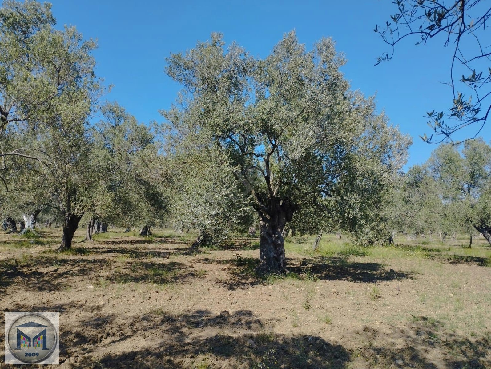 HAVRAN HAMAMBAŞI SATILIK 4.300 M2 ZEYTİNLİK - BALIKESİR HAVRAN fotoğraf 5