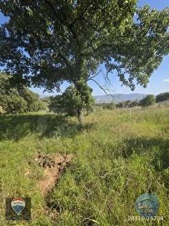AYDIN BOZDOĞAN OSMANIYE'DE 71.000M² SATILIK ZEYTIN BAHÇESI TAMAMI SATILIK - AYDIN BOZDOĞAN fotoğraf 4