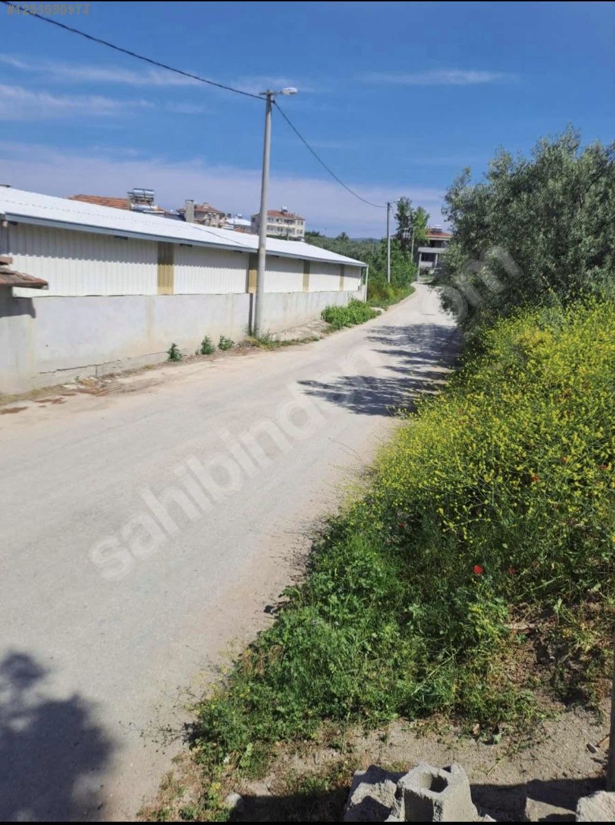 BURSA MUDANYA YAYLACIK KÖYÜNDE YAYLACIK 792 M² ZEYTİNLİK SATILIKTIR. - BURSA MUDANYA fotoğraf 15