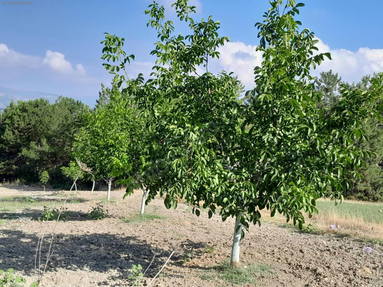 BURSA KELEŞ BELENÖREN'DE 5.270  M² BAHÇE SATILIKTIR - BURSA KELES fotoğraf 30