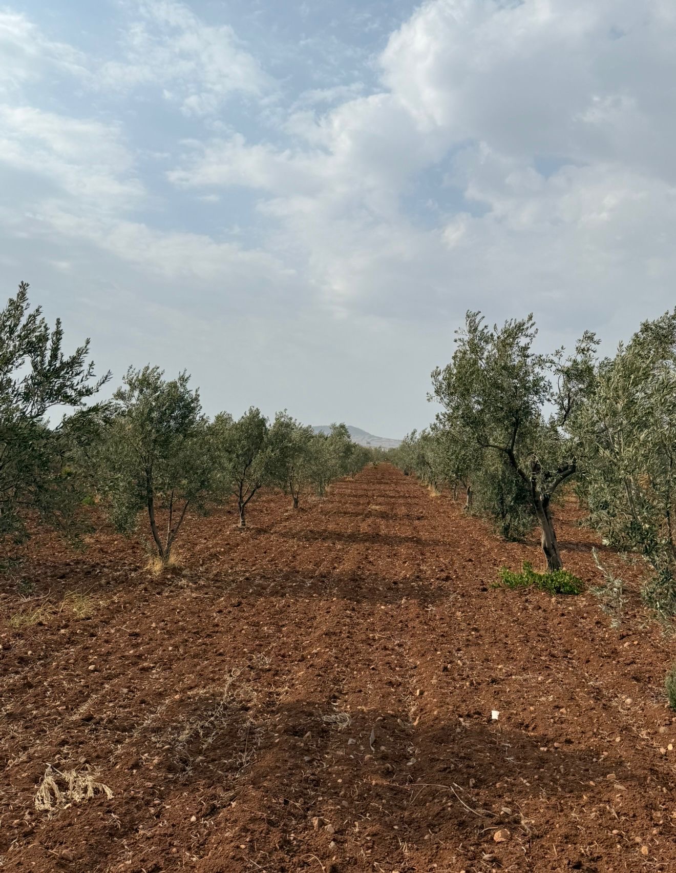 SATILIK 120 AĞAÇ ZEYTİNLİK - KİLİS MERKEZ fotoğraf 7