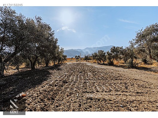 Kemalpaşa Sekiz Eylül Merkeze Yakın Satılık 3440 m2 Zeytinlik - İZMİR KEMALPAŞA fotoğraf 28