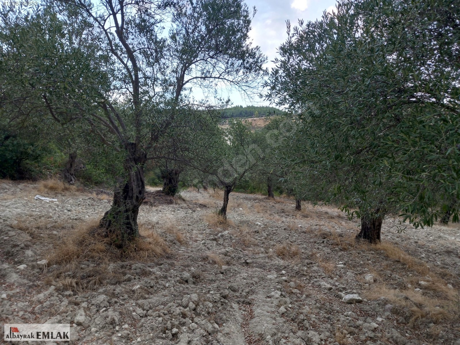 MANİSA SARUHANLI SARIÇAM DA SATILIK 3.500 M2 USLU ZEYTİNLİK - MANİSA SARUHANLI fotoğraf 7