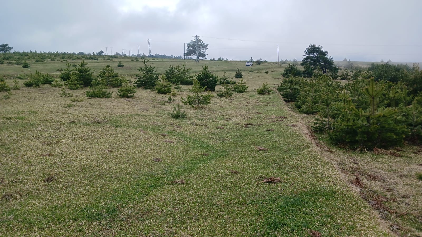 SİNOP DİKMEN ÇUKURCAALAN KÖYÜNDE 2.915M² TARLA SATILIK - SİNOP DİKMEN fotoğraf 15