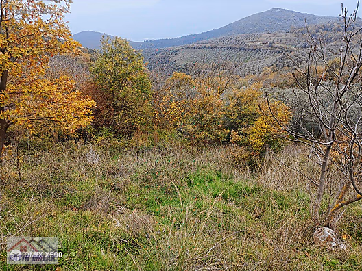 FATİH EMLAKTAN ŞAHİNYURDUNDA 956M2 SATILIK ZEYTİNLİK - BURSA GEMLİK fotoğraf 9
