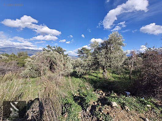Kemalpaşa Soğukpınar Satılık 325 m2 İmar Sınırında Bahçe - İZMİR KEMALPAŞA fotoğraf 19