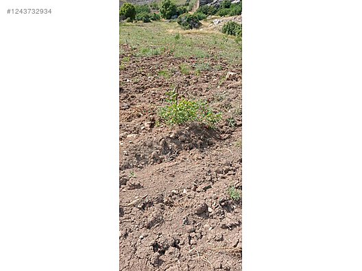 ADIYAMAN BESNİ AŞAĞIÇÖPLÜ KÖYÜNDE 10.000 M² FISTIK VE ZEYTİN BAHÇESİ SATILIKTIR. - ADIYAMAN BESNİ fotoğraf 10