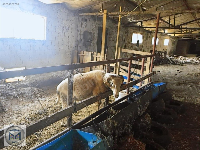 EDREMİT ÇIKRIKÇI KÖYÜNE YAKIN 3000 M2 KÖŞE SATILIK BAHÇE - BALIKESİR EDREMİT fotoğraf 17