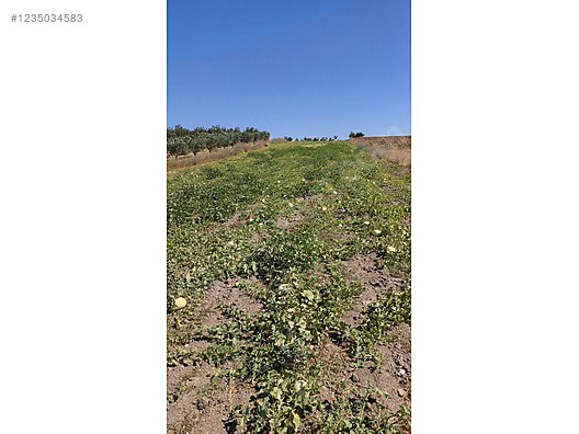 BURSA KARACABEY HARMANLI KÖYÜNDE 2.500  M² TARLA SATILIKTIR - BURSA KARACABEY fotoğraf 6