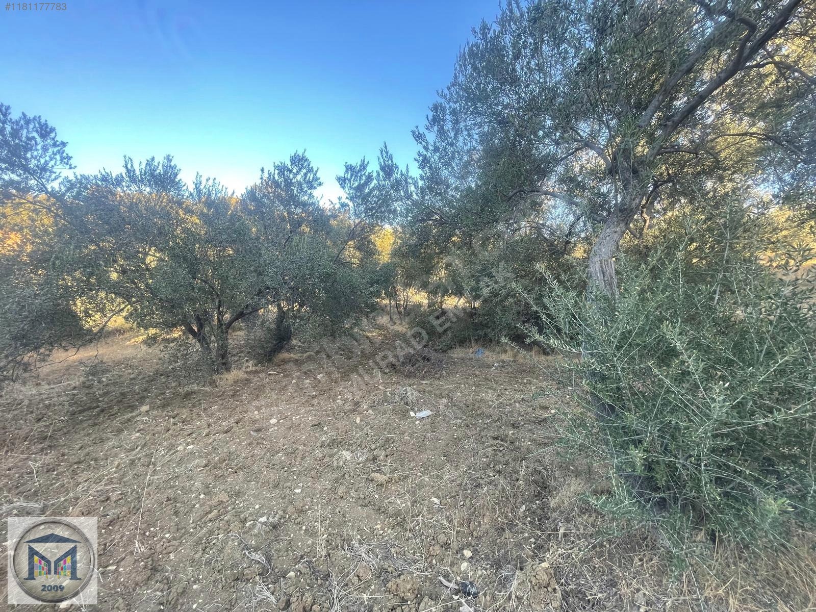 PELİTKÖY SAHİLDE İMARA 650 METRE SATILIK 6.500M2 ZEYTİNLİK - BALIKESİR BURHANİYE fotoğraf 3