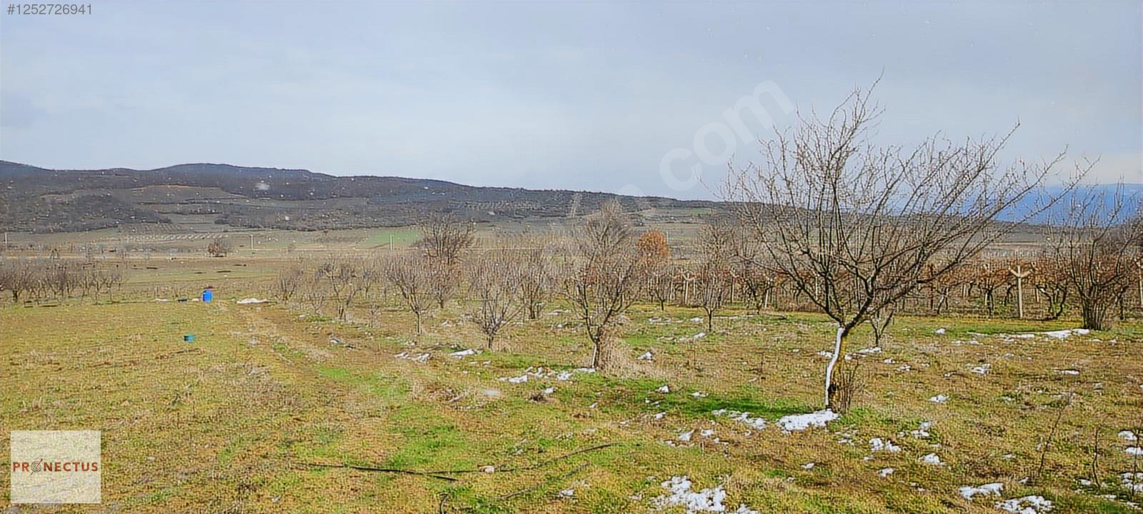 İZNİK MAHMUDİYE'DE RESMİ YOLA CEPHE SATILIK 1147M2 ERİK BAHÇESİ - BURSA İZNİK fotoğraf 2