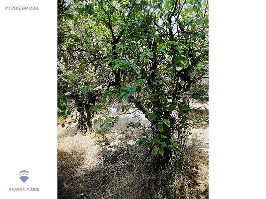 BURSA ORHANGAZİ NARLICA MAH. 1.247 M2 SATILIK ZEYTİNLİK - BURSA ORHANGAZİ fotoğraf 6